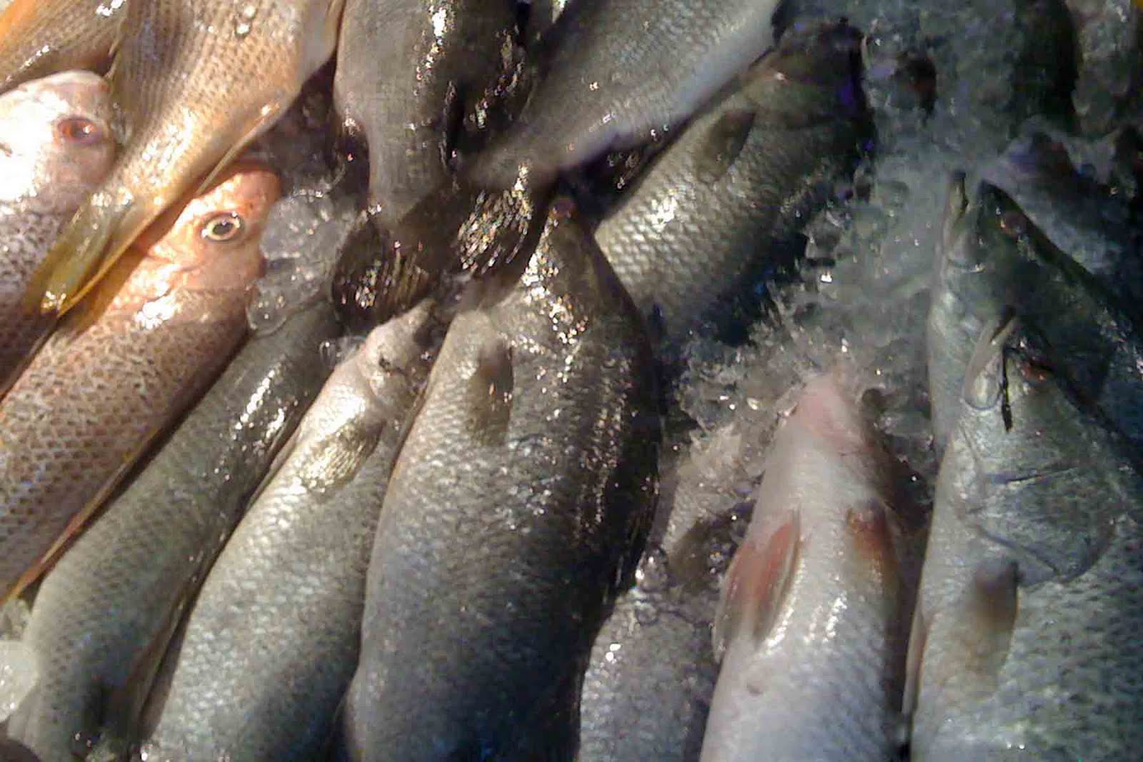 Shiny Ikan: Segar dari Laut ke Meja Makan Cilacap